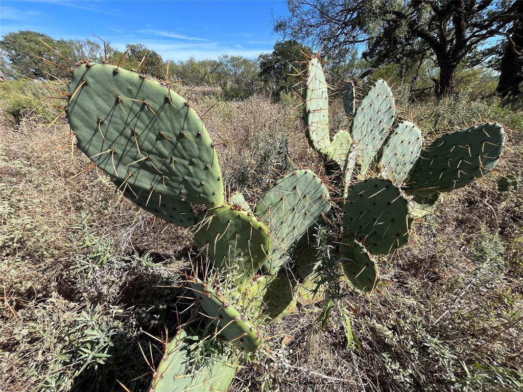 0 Fm 175 Henrietta, TX 76365 - Photo 10 of 35 a view of a tree with a yard