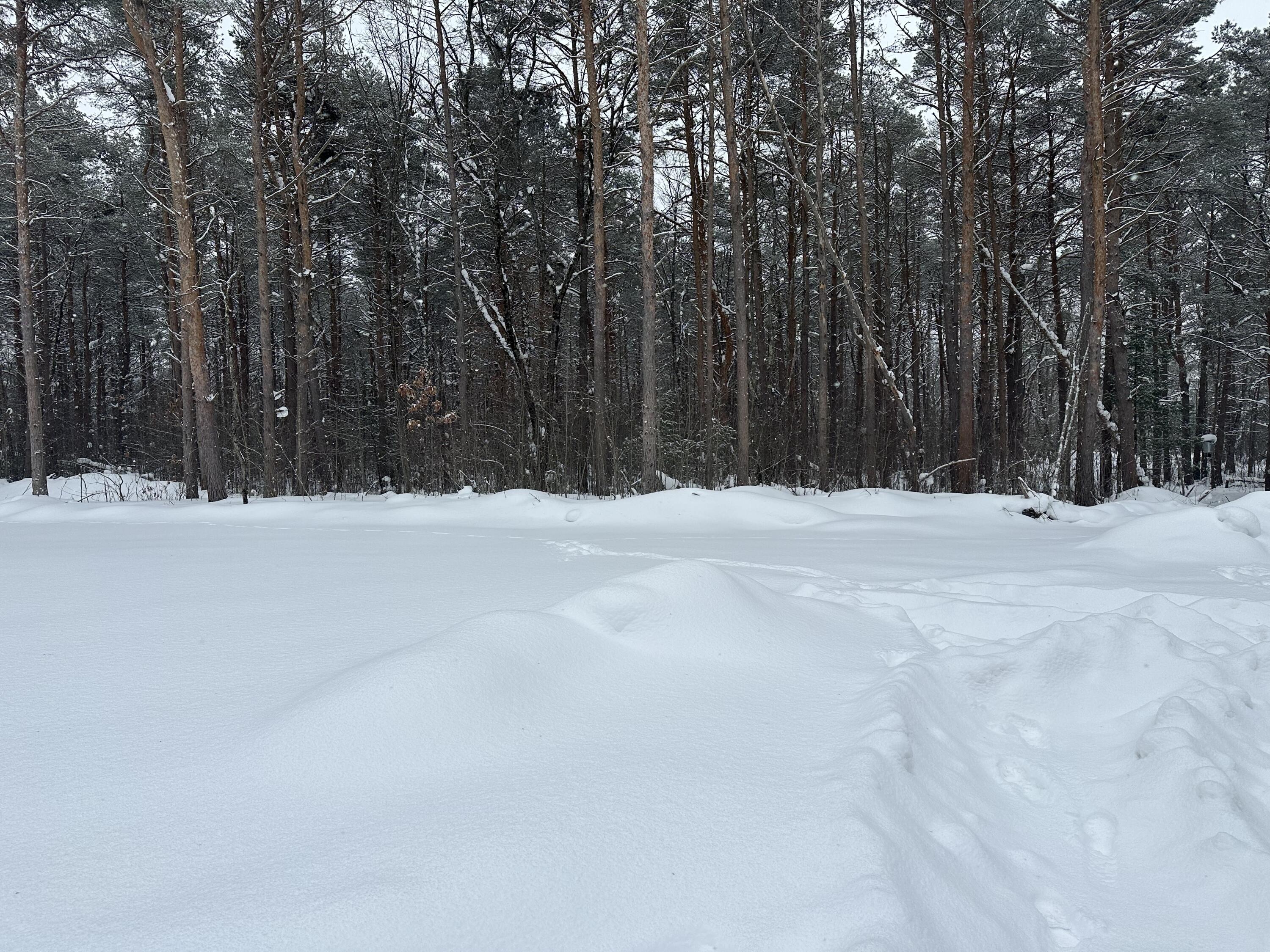 604 Beaver Road Bitely, MI 49309 - Photo 87 of 104 IMG_8172