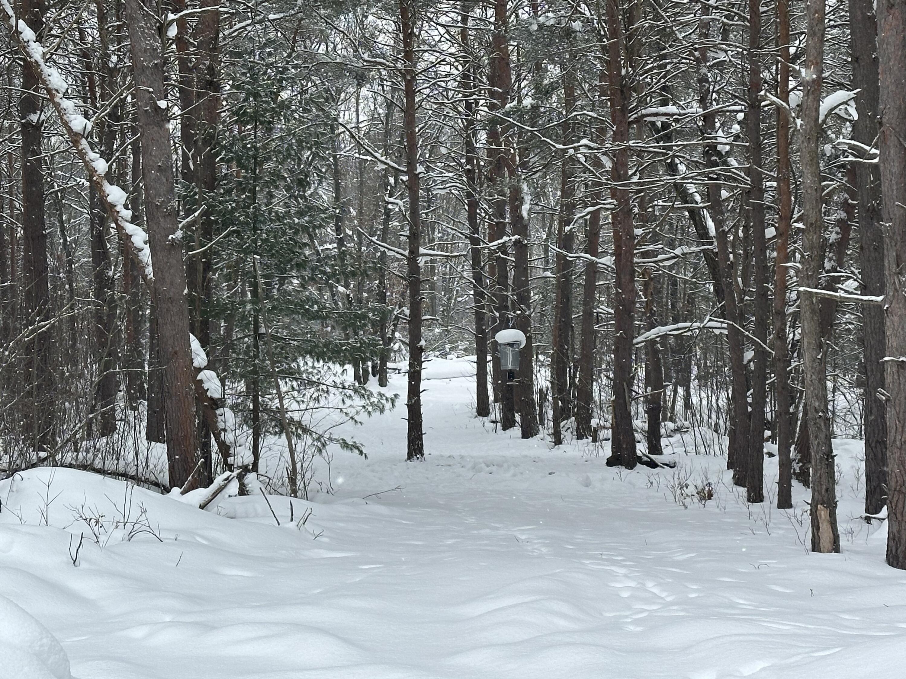 604 Beaver Road Bitely, MI 49309 - Photo 89 of 104 IMG_8174
