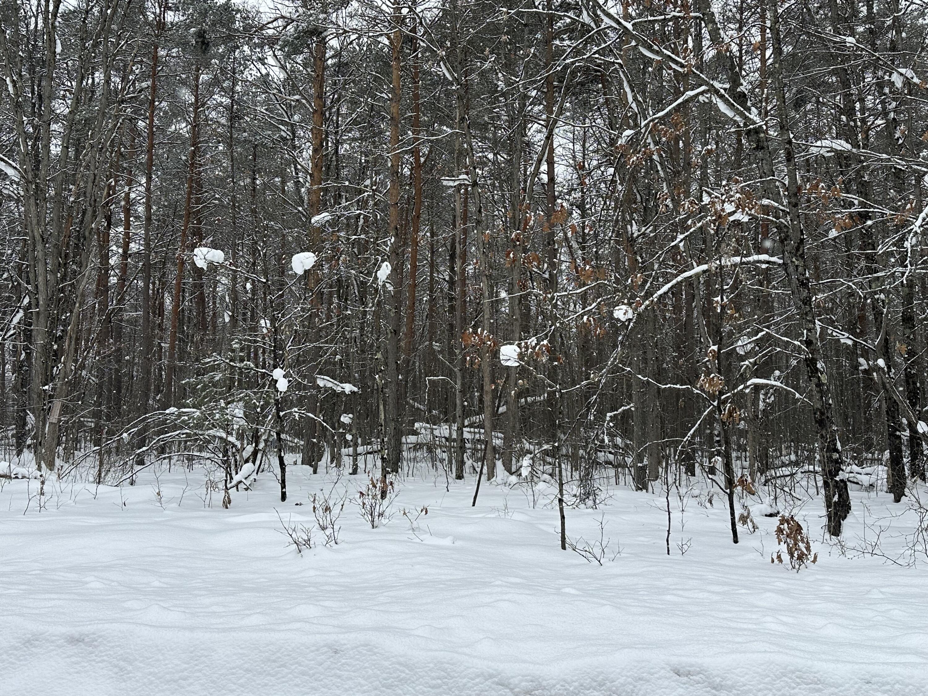 604 Beaver Road Bitely, MI 49309 - Photo 91 of 104 IMG_8176