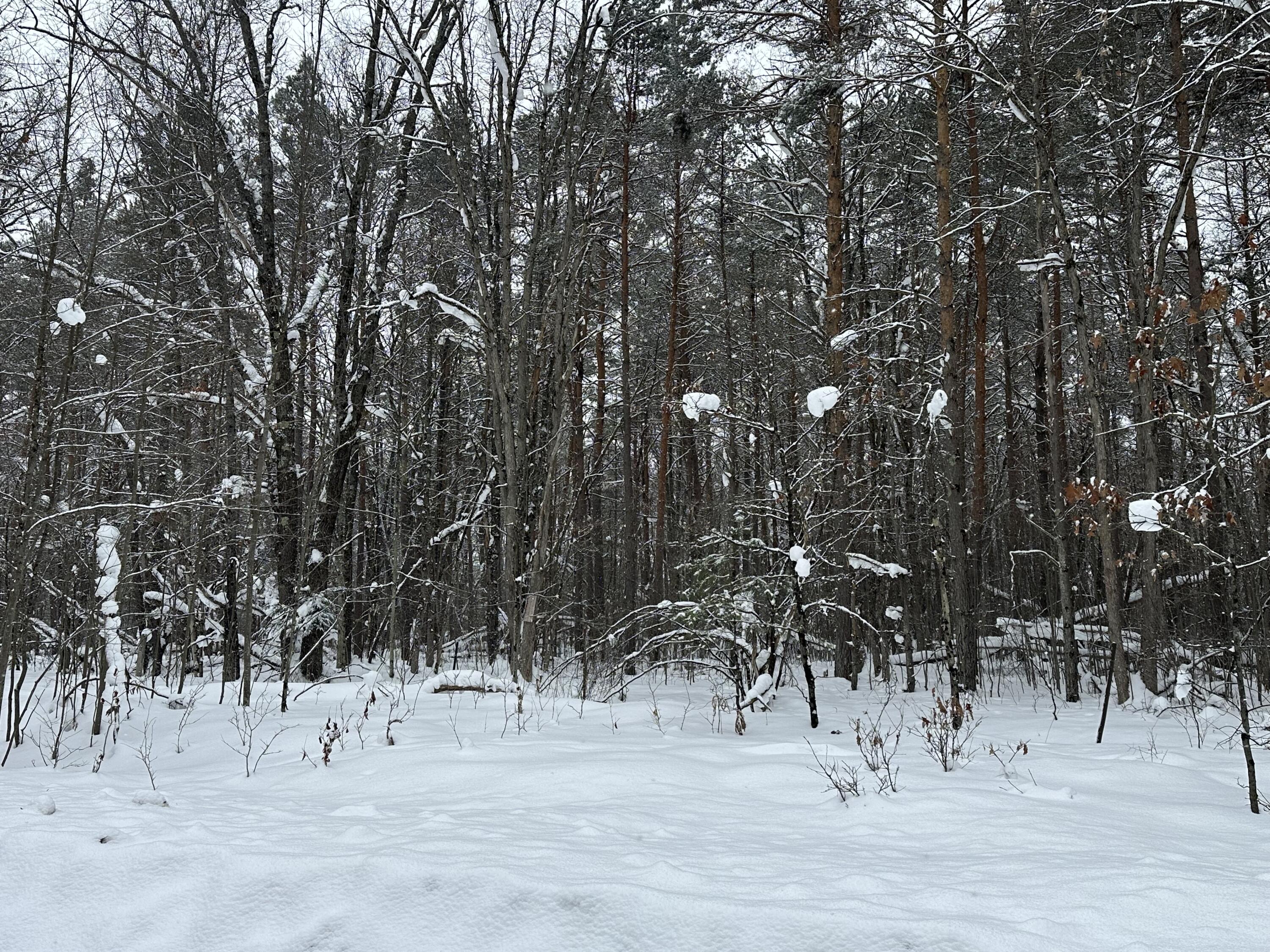 604 Beaver Road Bitely, MI 49309 - Photo 92 of 104 IMG_8177