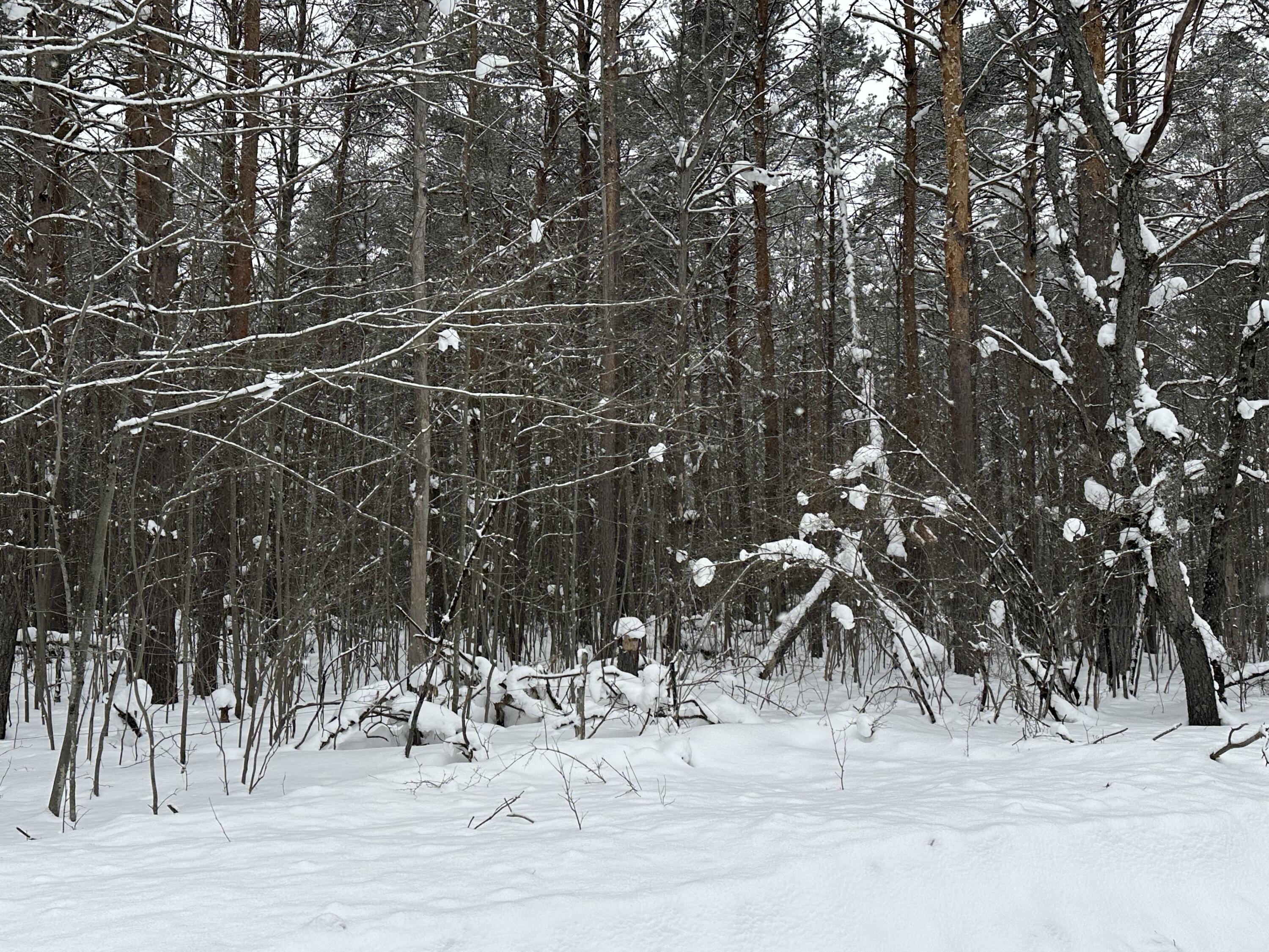 604 Beaver Road Bitely, MI 49309 - Photo 94 of 104 IMG_8179