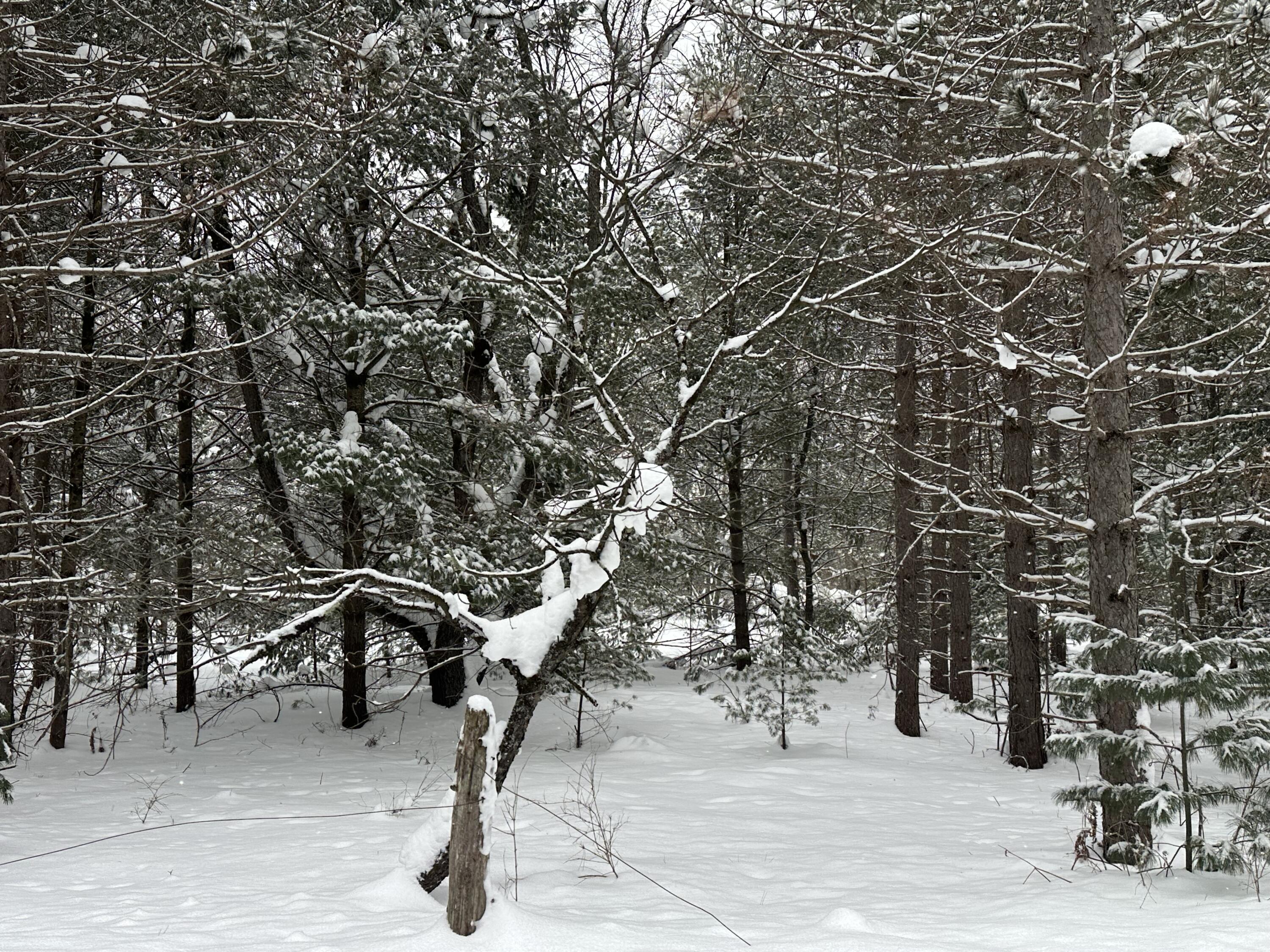 604 Beaver Road Bitely, MI 49309 - Photo 96 of 104 IMG_8181