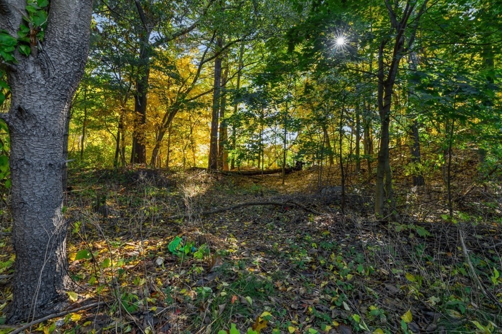 15 Red Acre Road Stow, MA 01775 - Photo 35 of 42 a view of a yard with plants and a large trees
