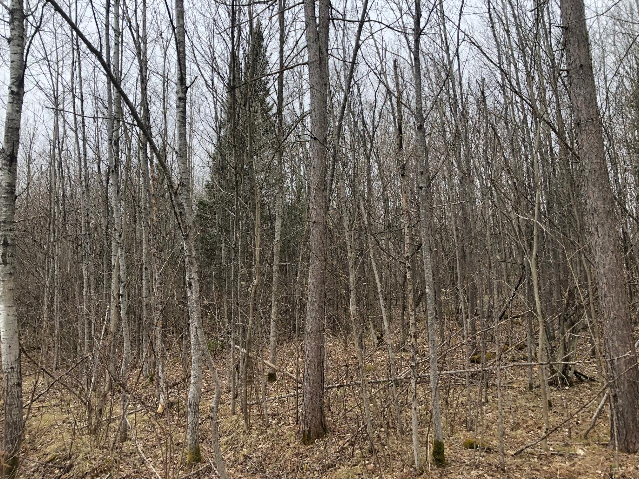 8 South Rd Crandon Wi 54520 Road Crandon, WI 54520 - Photo 33 of 38 Gallery Image 33
