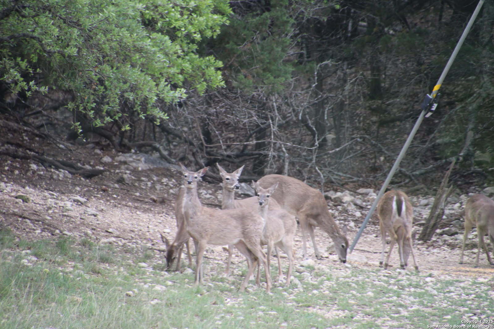 1839 Thanksgiving Road Utopia, TX 78884 - Photo 77 of 96 a view of a yard with a tree