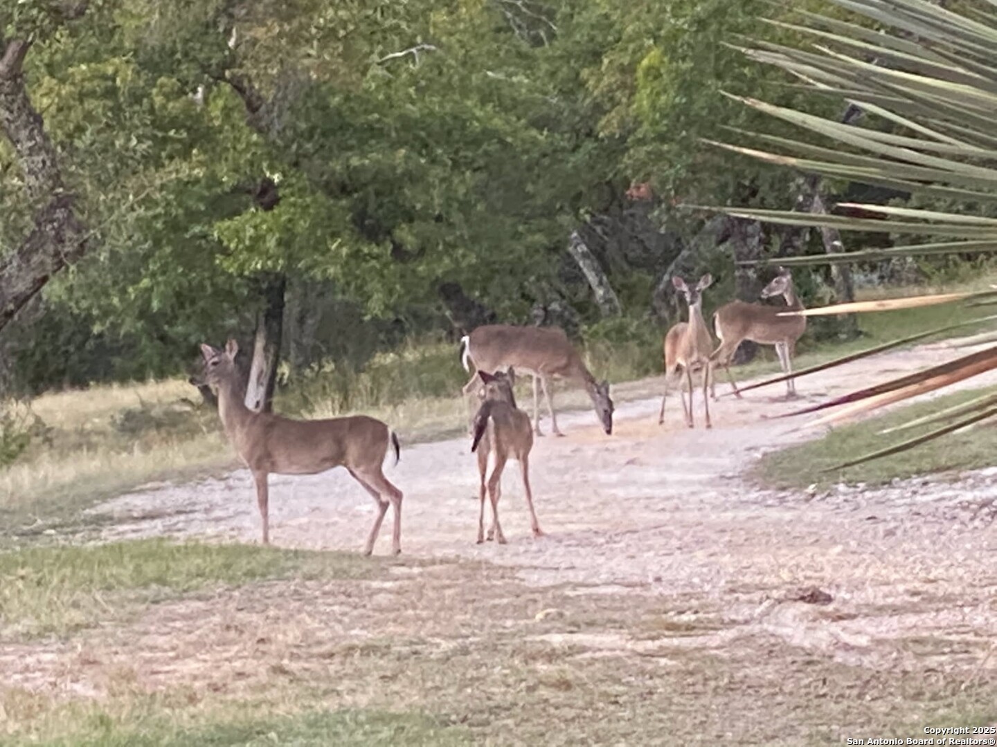 1839 Thanksgiving Road Utopia, TX 78884 - Photo 82 of 96