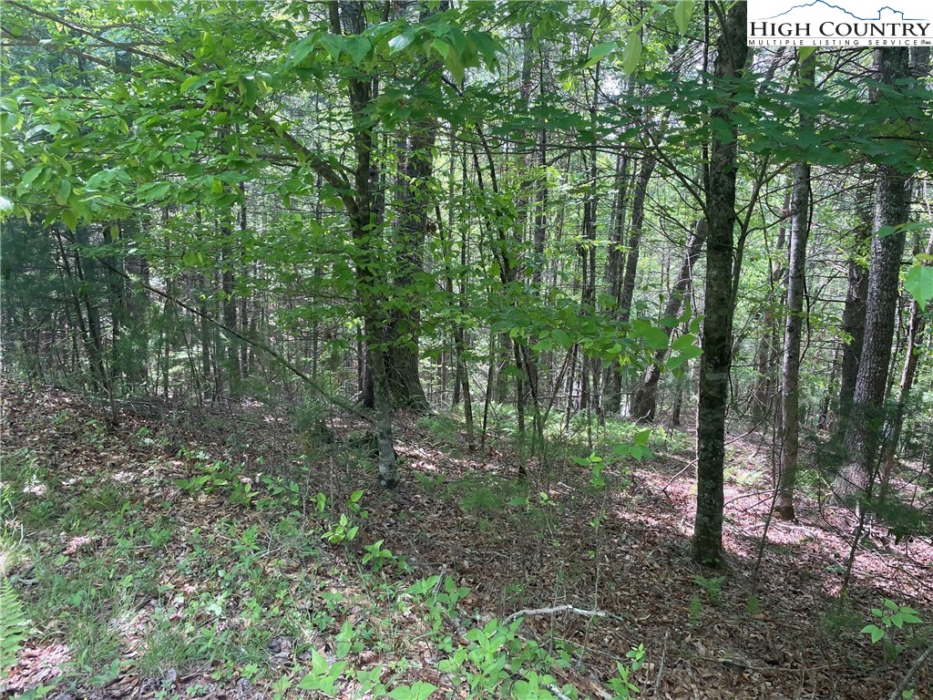 Lot 66 Daves Connector Road Jefferson, NC 28640 - Photo 5 of 20 Gallery Image 5