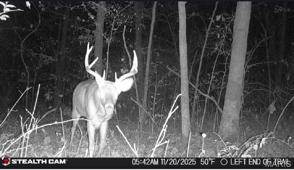 1219 Godt Road Wright City, MO 63390 - Photo 7 of 54