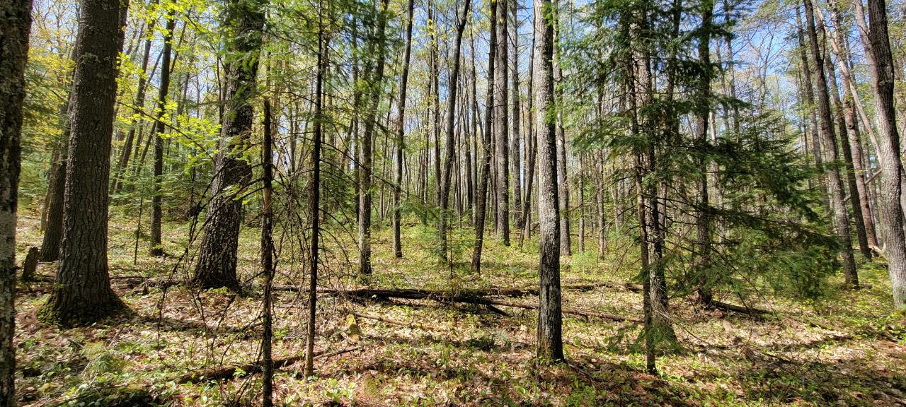 Off Witches Lake Road, Unit LOT 4 Woodruff, WI 54568 - Photo 5 of 39 Gallery Image 5