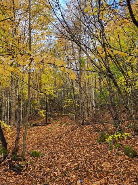 Lot 6 Morrison Brook, Unit ACRES Oakfield, ME 04763 - Photo 11 of 25 3024762118321654779