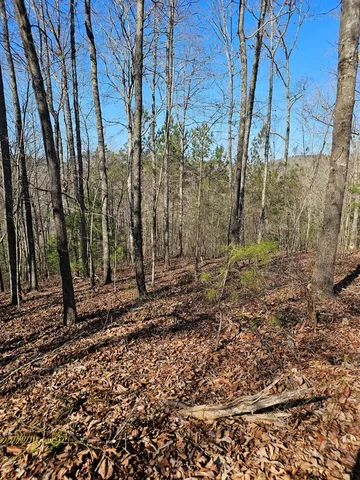 a view of a backyard of the house