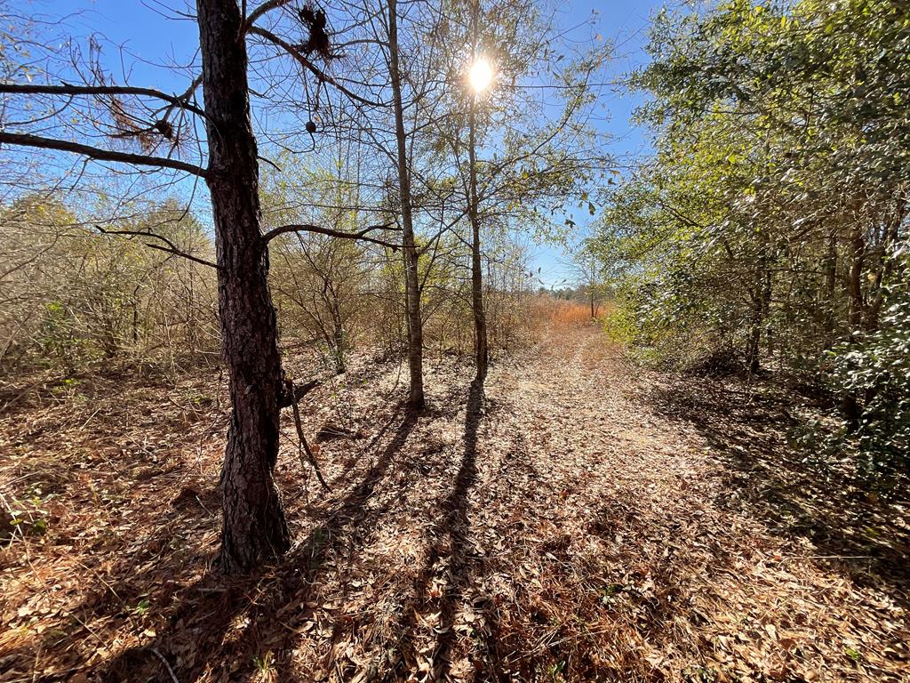 Vacant Kelly-Collins Road Climax, GA 39834 - Photo 23 of 65 Gallery Image 23