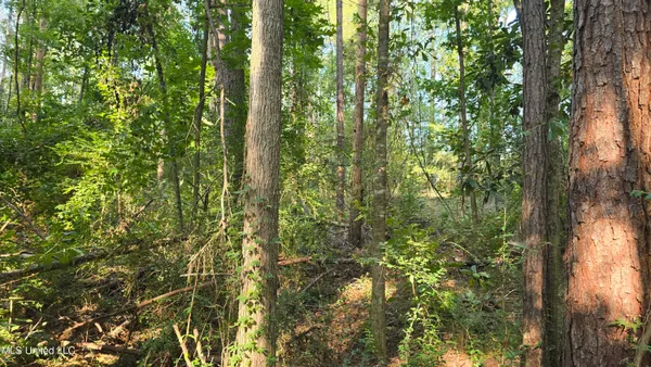 $49,000 | 0 Alabama Street, Roxie, MS 39661