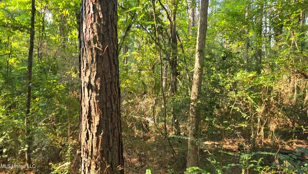 $49,000 | 0 Alabama Street, Roxie, MS 39661