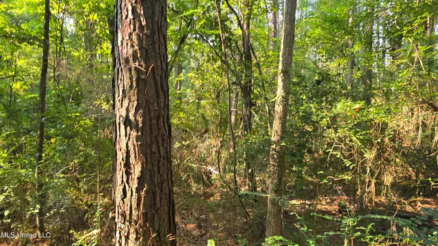 $49,000 | 0 Alabama Street, Roxie, MS 39661