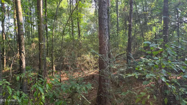 $49,000 | 0 Alabama Street, Roxie, MS 39661