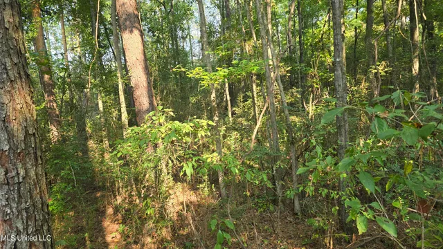 $49,000 | 0 Alabama Street, Roxie, MS 39661