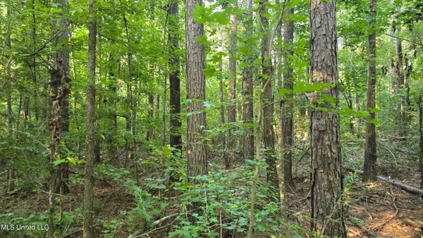 $49,000 | 0 Alabama Street, Roxie, MS 39661