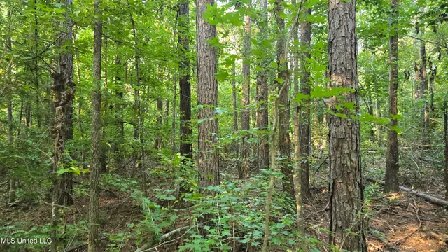 $49,000 | 0 Alabama Street, Roxie, MS 39661