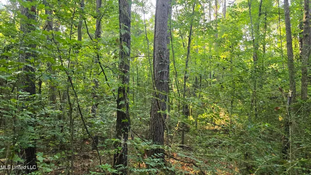 $49,000 | 0 Alabama Street, Roxie, MS 39661