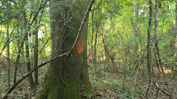 $49,000 | 0 Alabama Street, Roxie, MS 39661