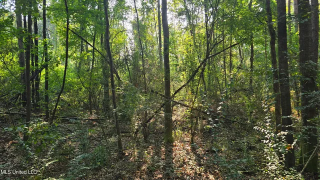 $49,000 | 0 Alabama Street, Roxie, MS 39661