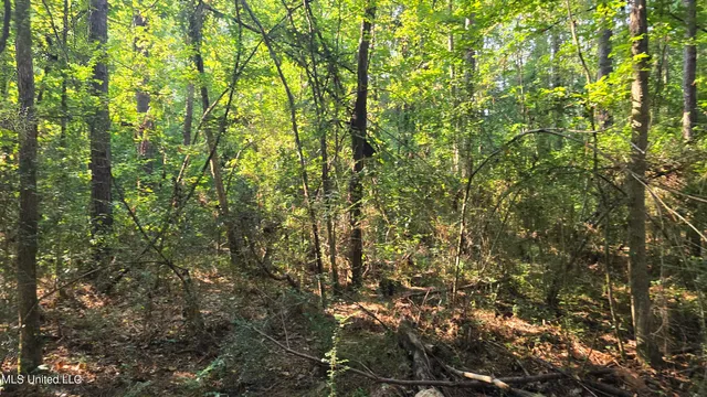 $49,000 | 0 Alabama Street, Roxie, MS 39661