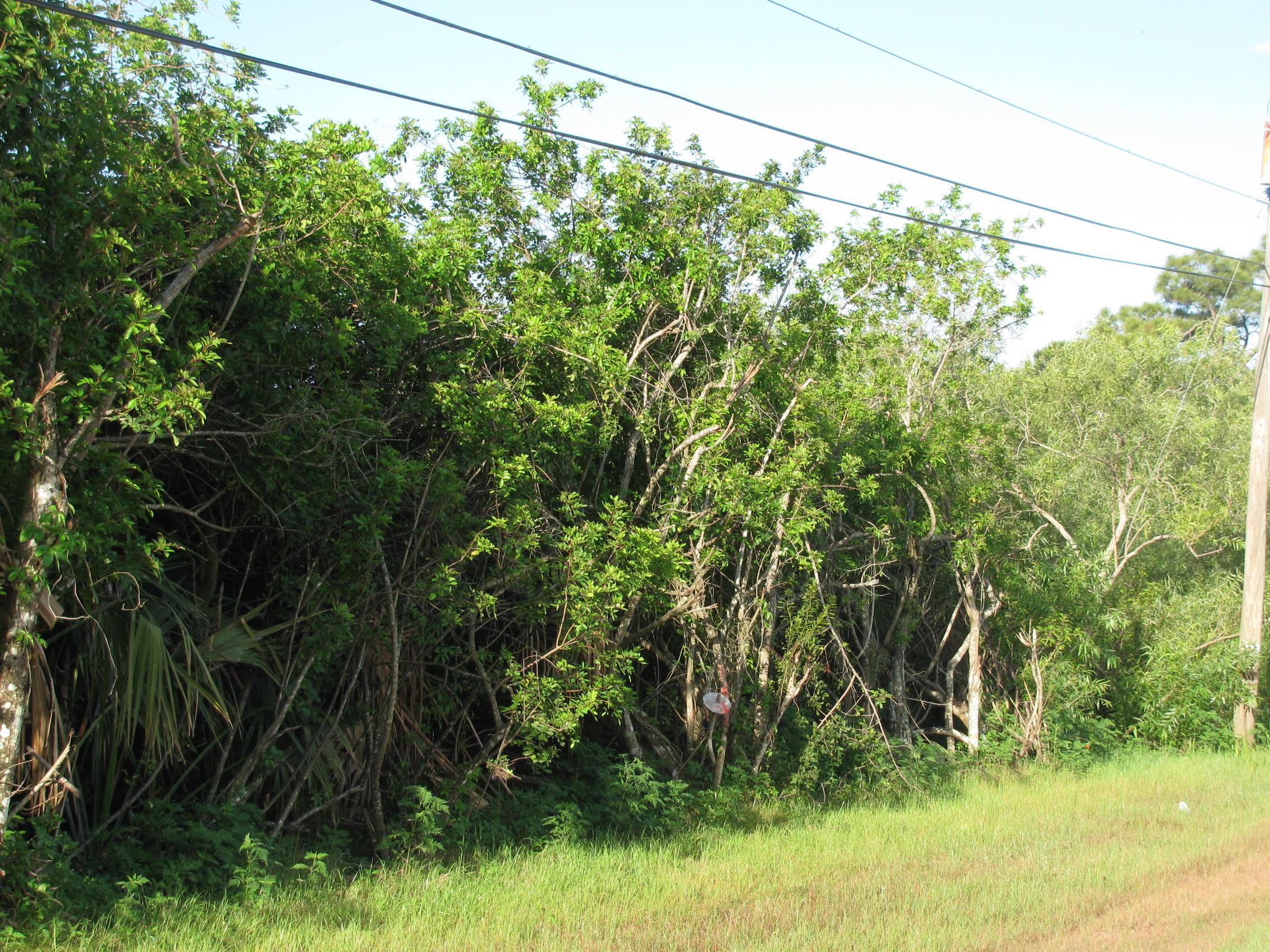 17880 38th Road North Loxahatchee, FL 33470 - Photo 4 of 11 IMG_9381
