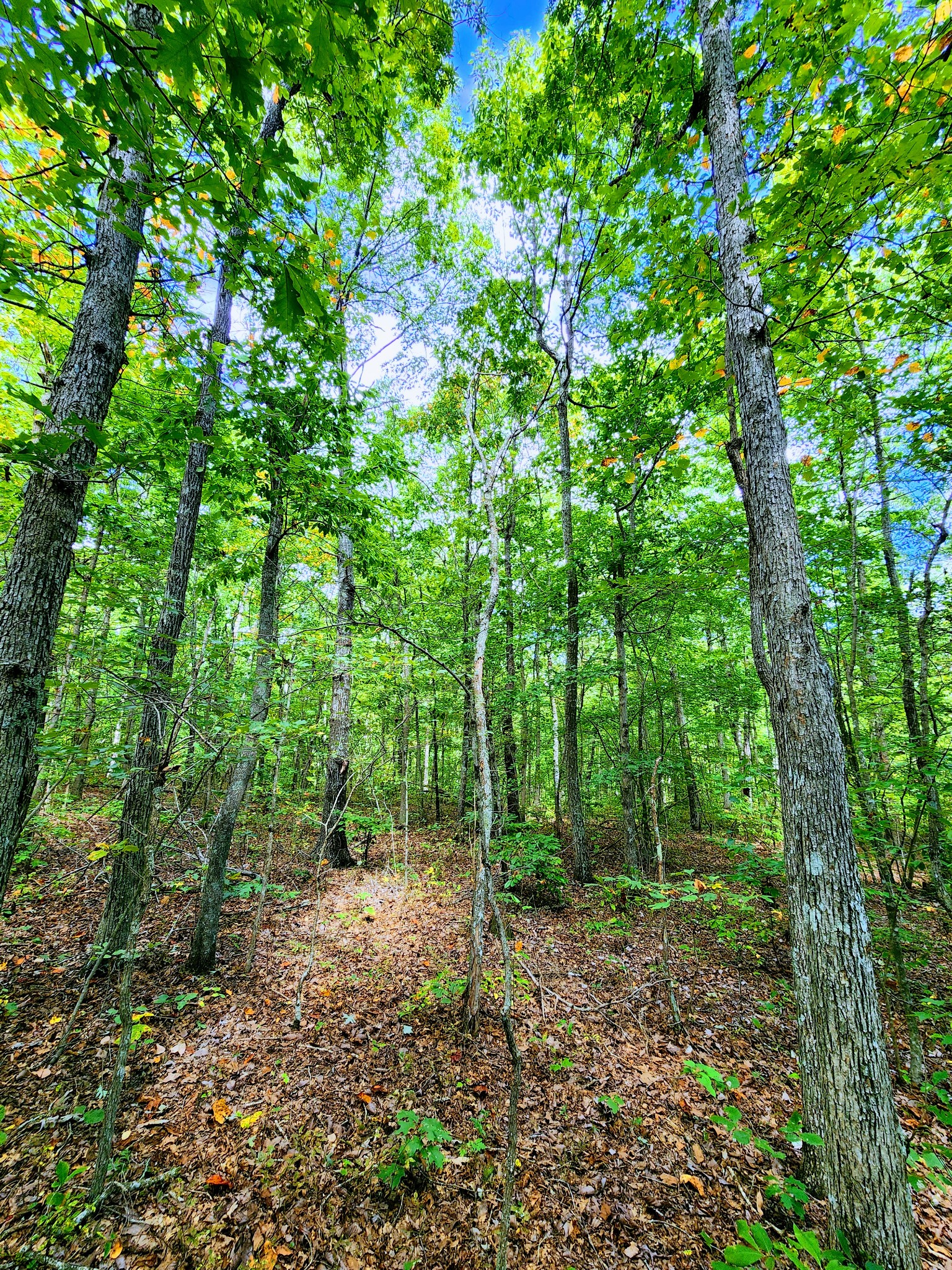 75 Hunters Trail Way Altamont, TN 37301 - Photo 1 of 51 a view of a forest with trees