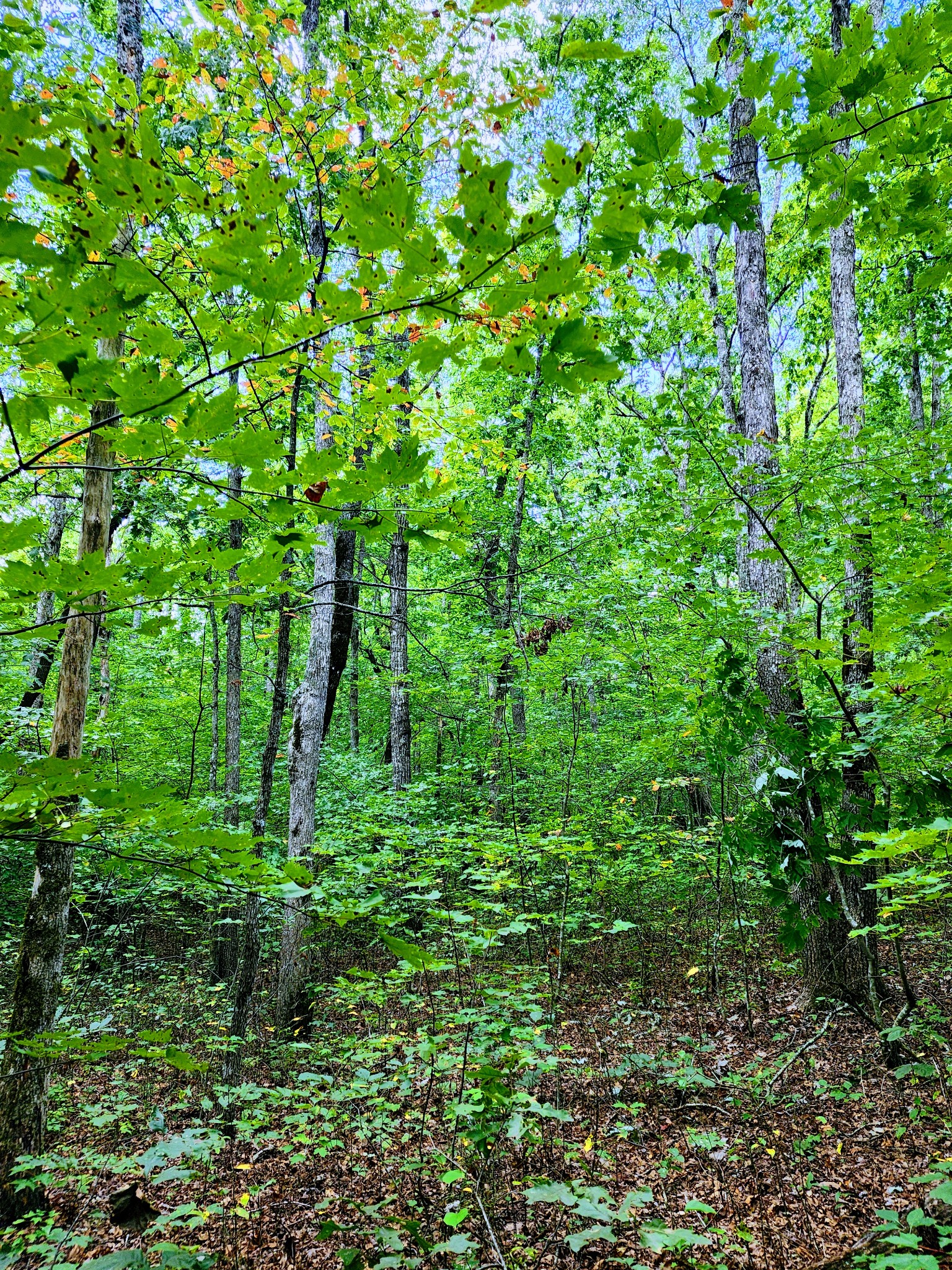 75 Hunters Trail Way Altamont, TN 37301 - Photo 11 of 51 a backyard of a house with lots of green space