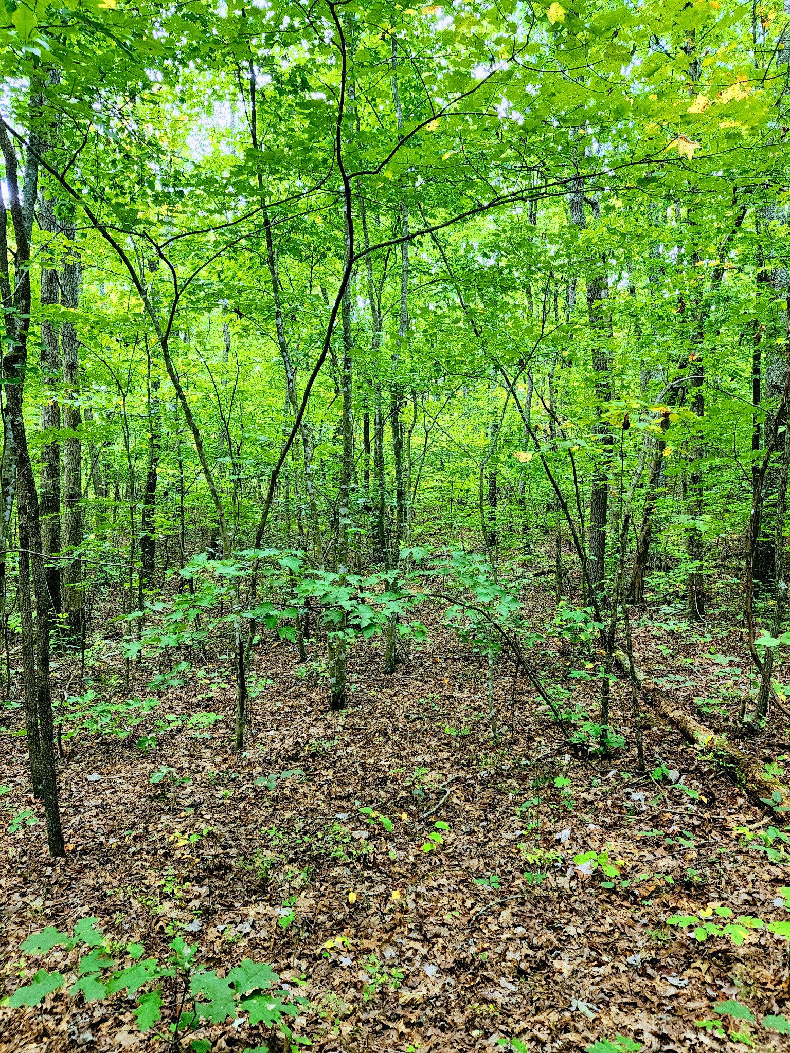75 Hunters Trail Way Altamont, TN 37301 - Photo 12 of 51 a green field with lots of bushes