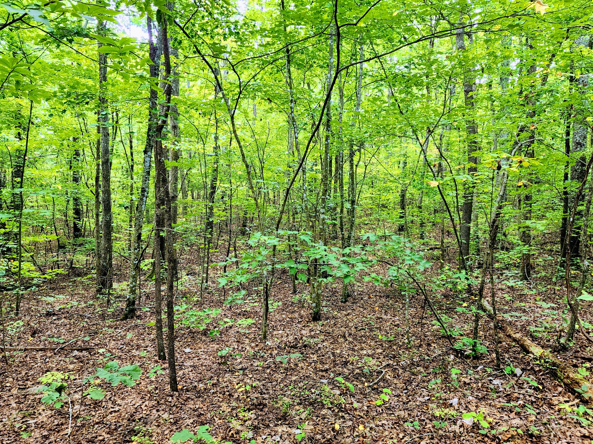 75 Hunters Trail Way Altamont, TN 37301 - Photo 13 of 51 a view of yard