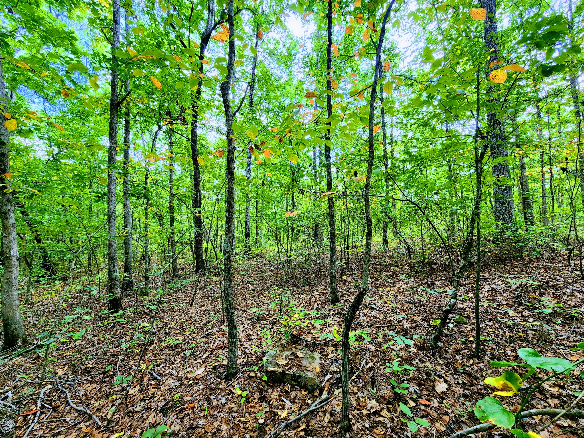 75 Hunters Trail Way Altamont, TN 37301 - Photo 14 of 51 a view of forest
