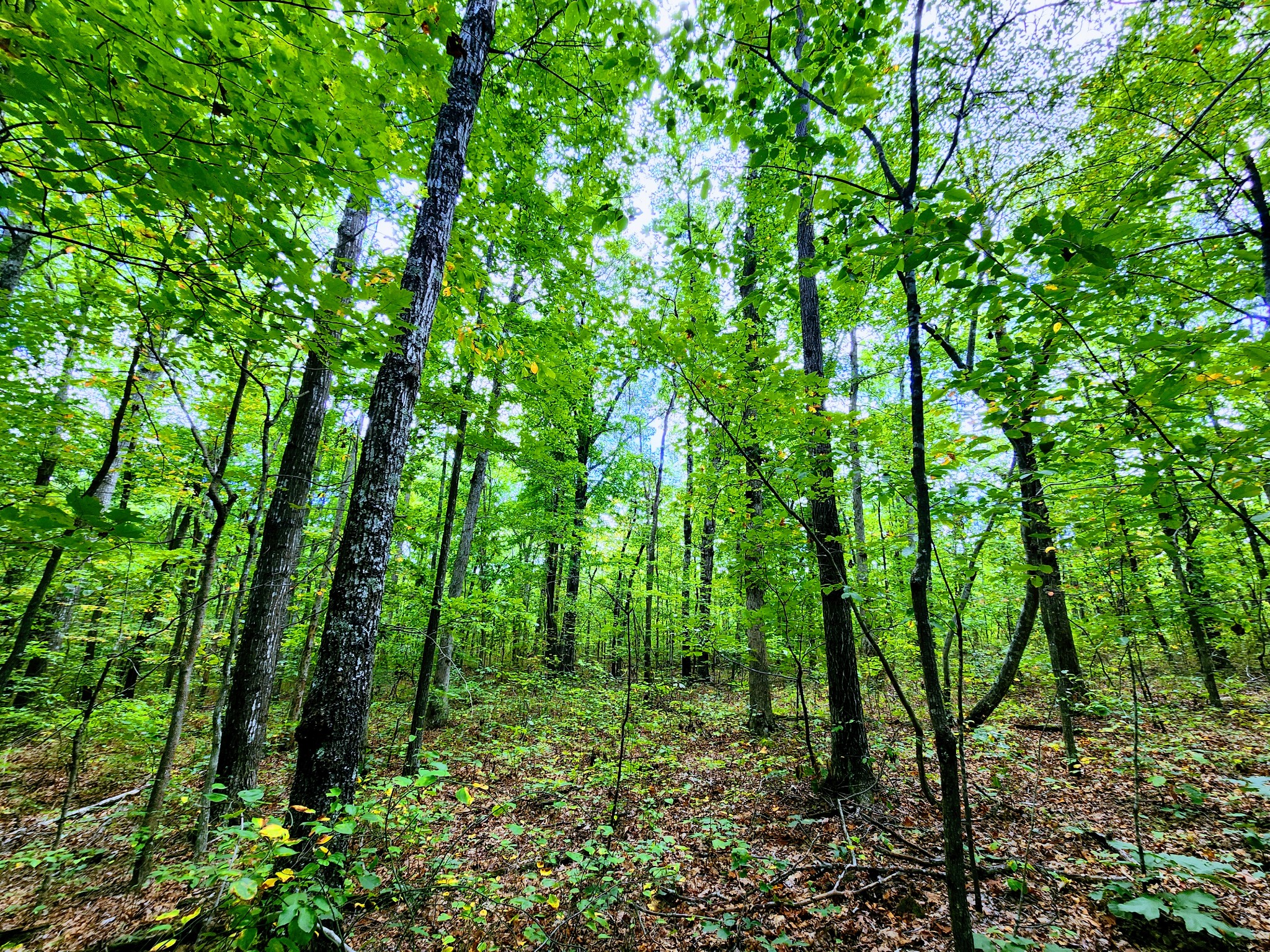 75 Hunters Trail Way Altamont, TN 37301 - Photo 15 of 51 a view of forest