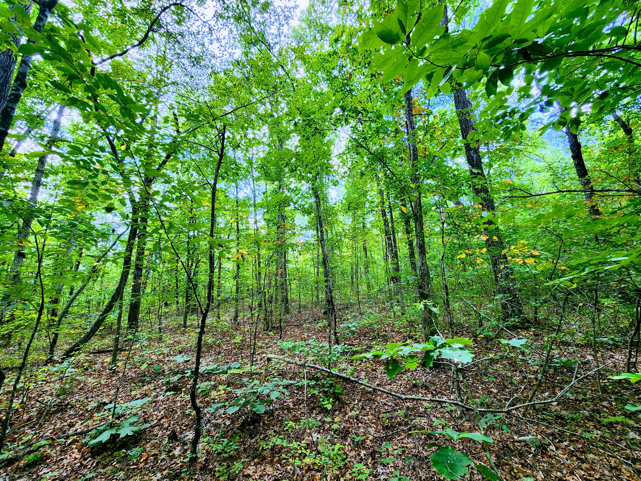 75 Hunters Trail Way Altamont, TN 37301 - Photo 16 of 51 a view of forest