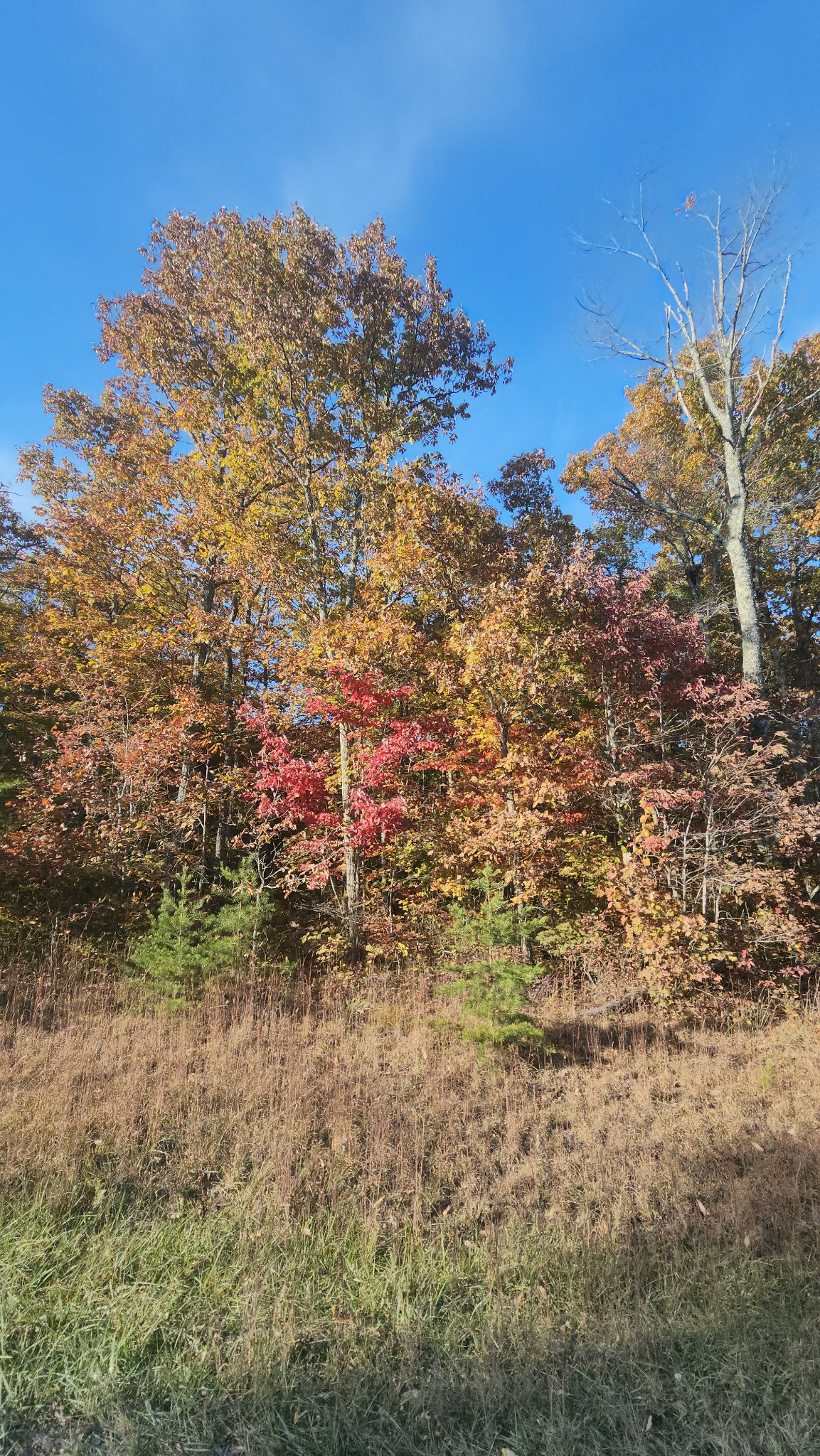 75 Hunters Trail Way Altamont, TN 37301 - Photo 17 of 51 a view of outdoor space and a yard