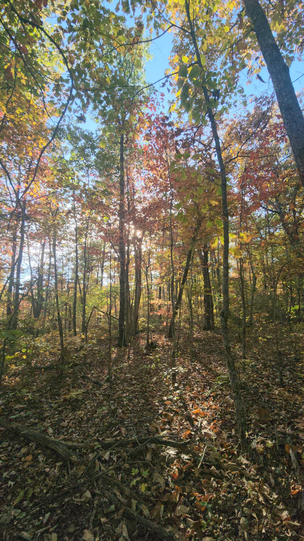 75 Hunters Trail Way Altamont, TN 37301 - Photo 19 of 51 a view of a yard with trees