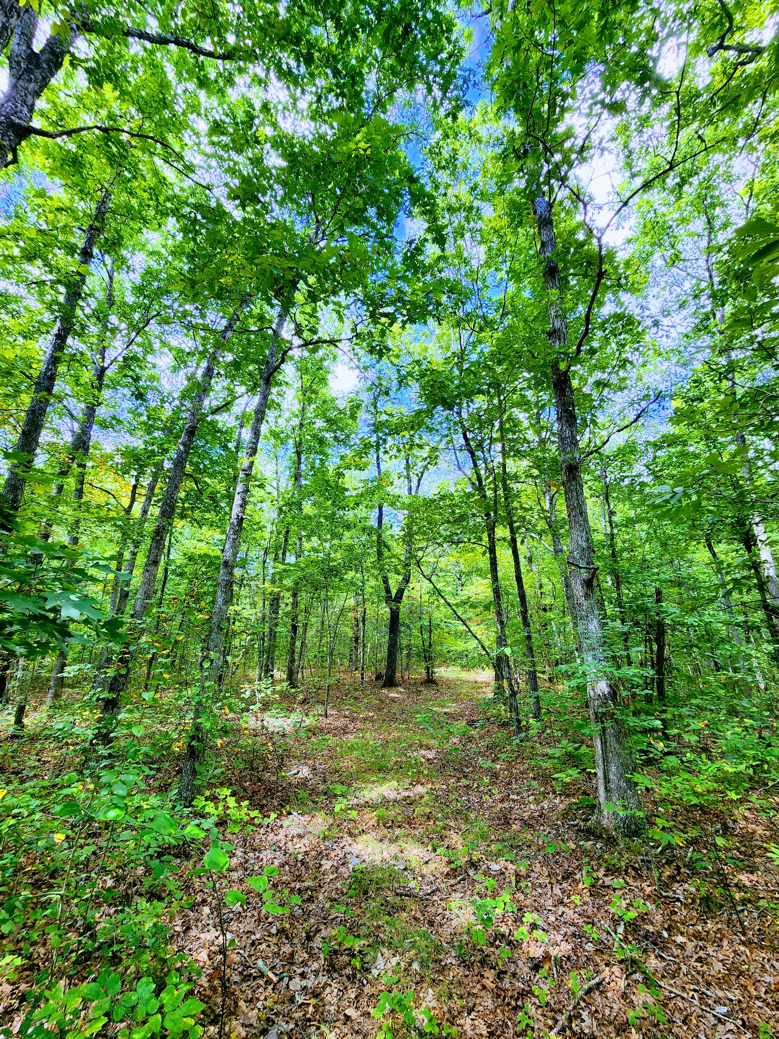 75 Hunters Trail Way Altamont, TN 37301 - Photo 2 of 51 a view of outdoor space and yard