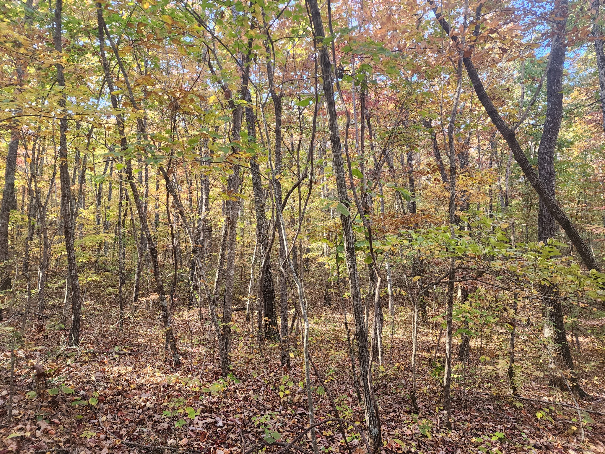 75 Hunters Trail Way Altamont, TN 37301 - Photo 21 of 51 a view of a yard