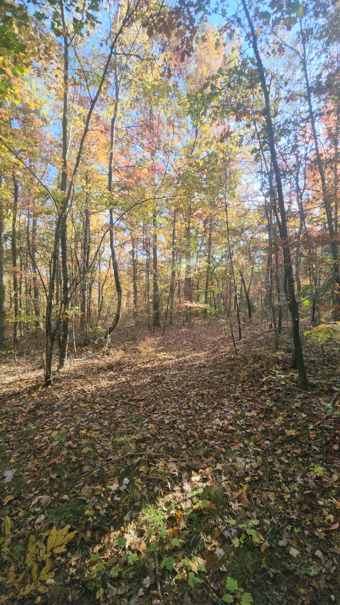 75 Hunters Trail Way Altamont, TN 37301 - Photo 23 of 51 a view of outdoor space and a yard