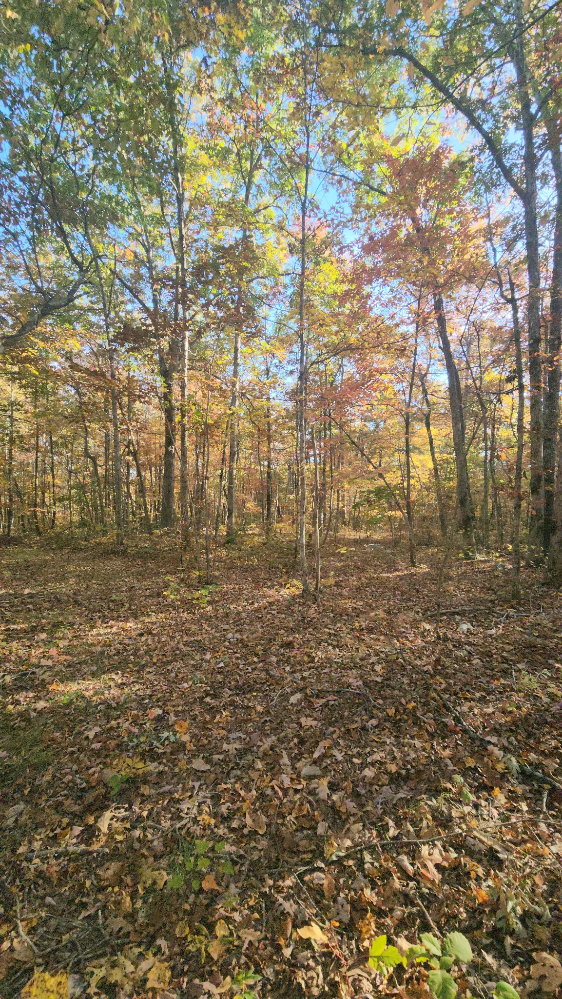 75 Hunters Trail Way Altamont, TN 37301 - Photo 25 of 51
