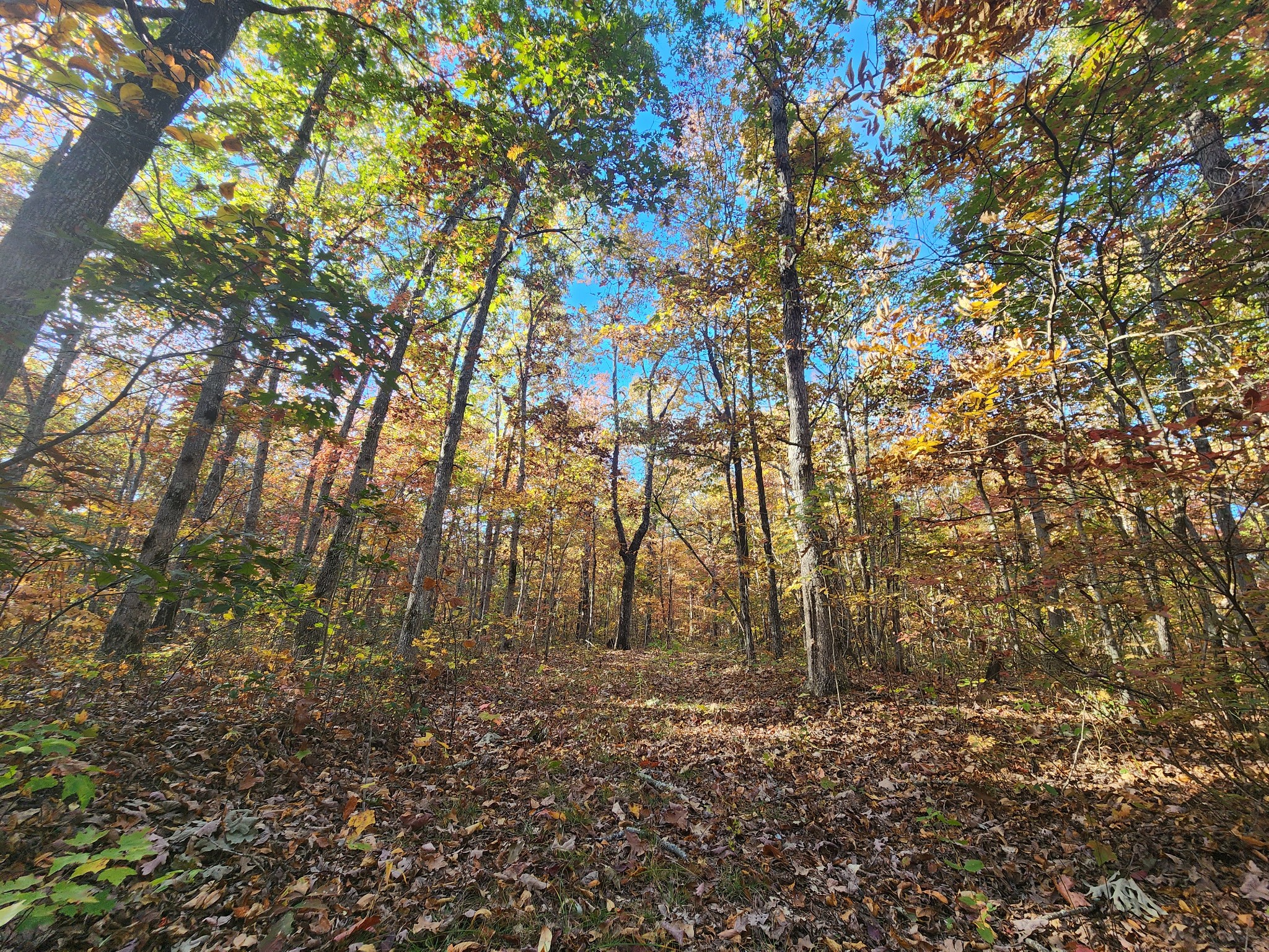 75 Hunters Trail Way Altamont, TN 37301 - Photo 27 of 51 a view of a yard with large trees