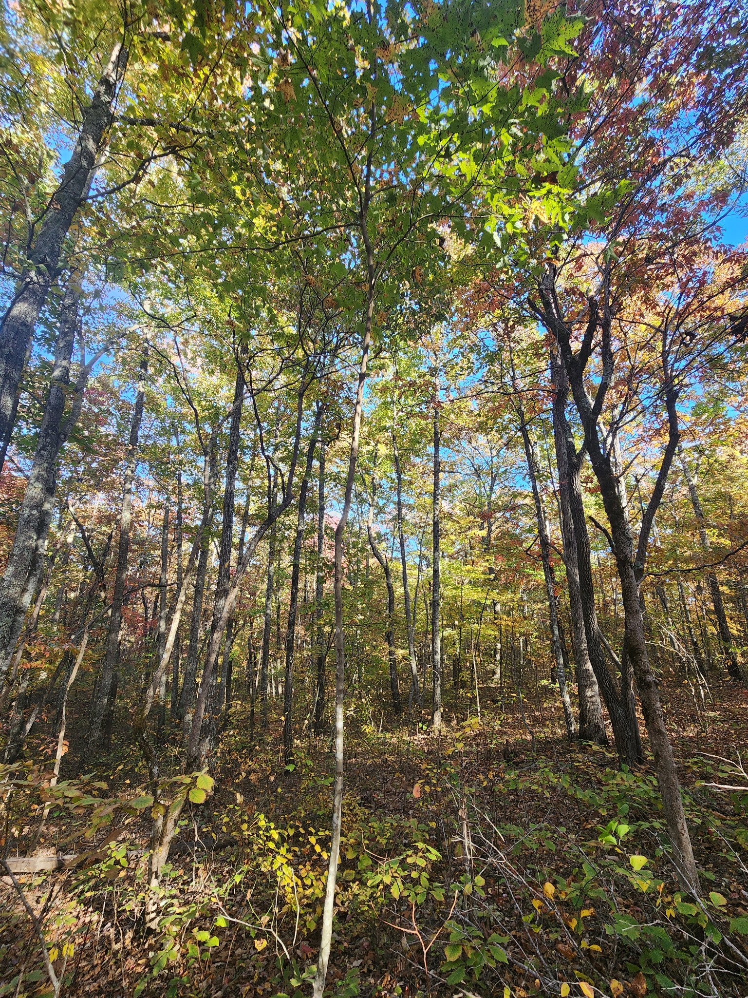 75 Hunters Trail Way Altamont, TN 37301 - Photo 29 of 51 a view of yard