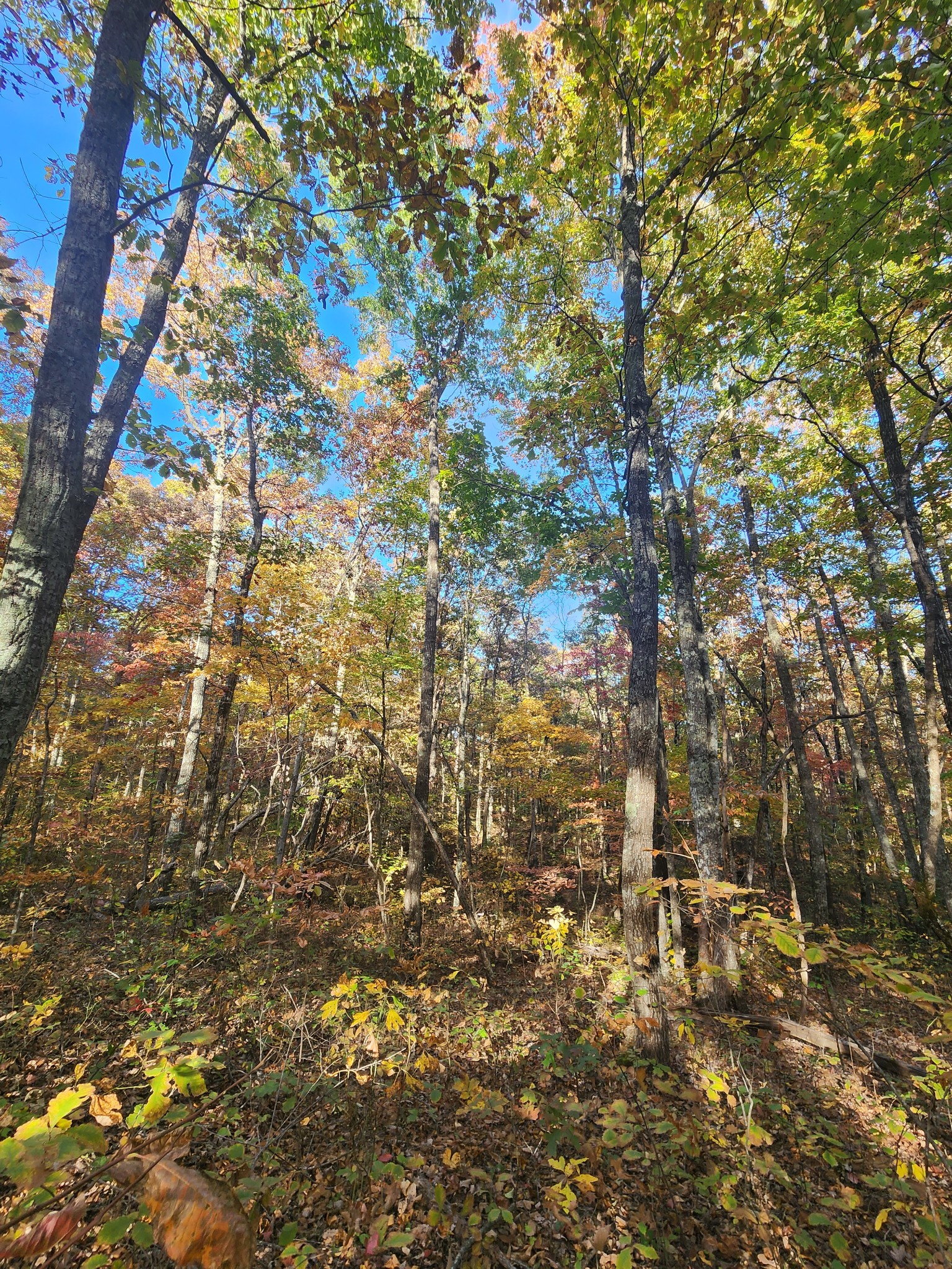 75 Hunters Trail Way Altamont, TN 37301 - Photo 30 of 51 a view of a tree