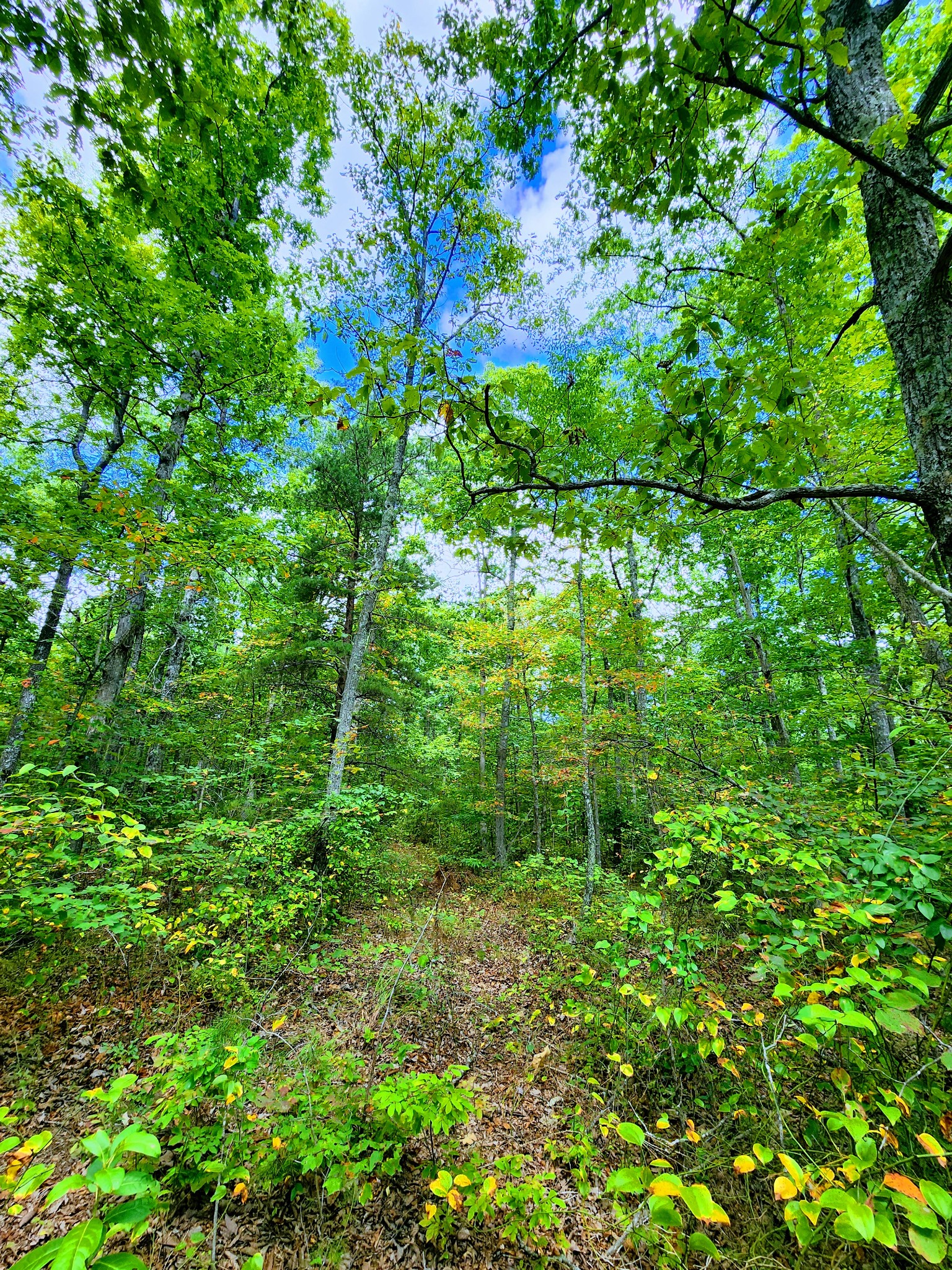 75 Hunters Trail Way Altamont, TN 37301 - Photo 3 of 51 a view of a lush green forest