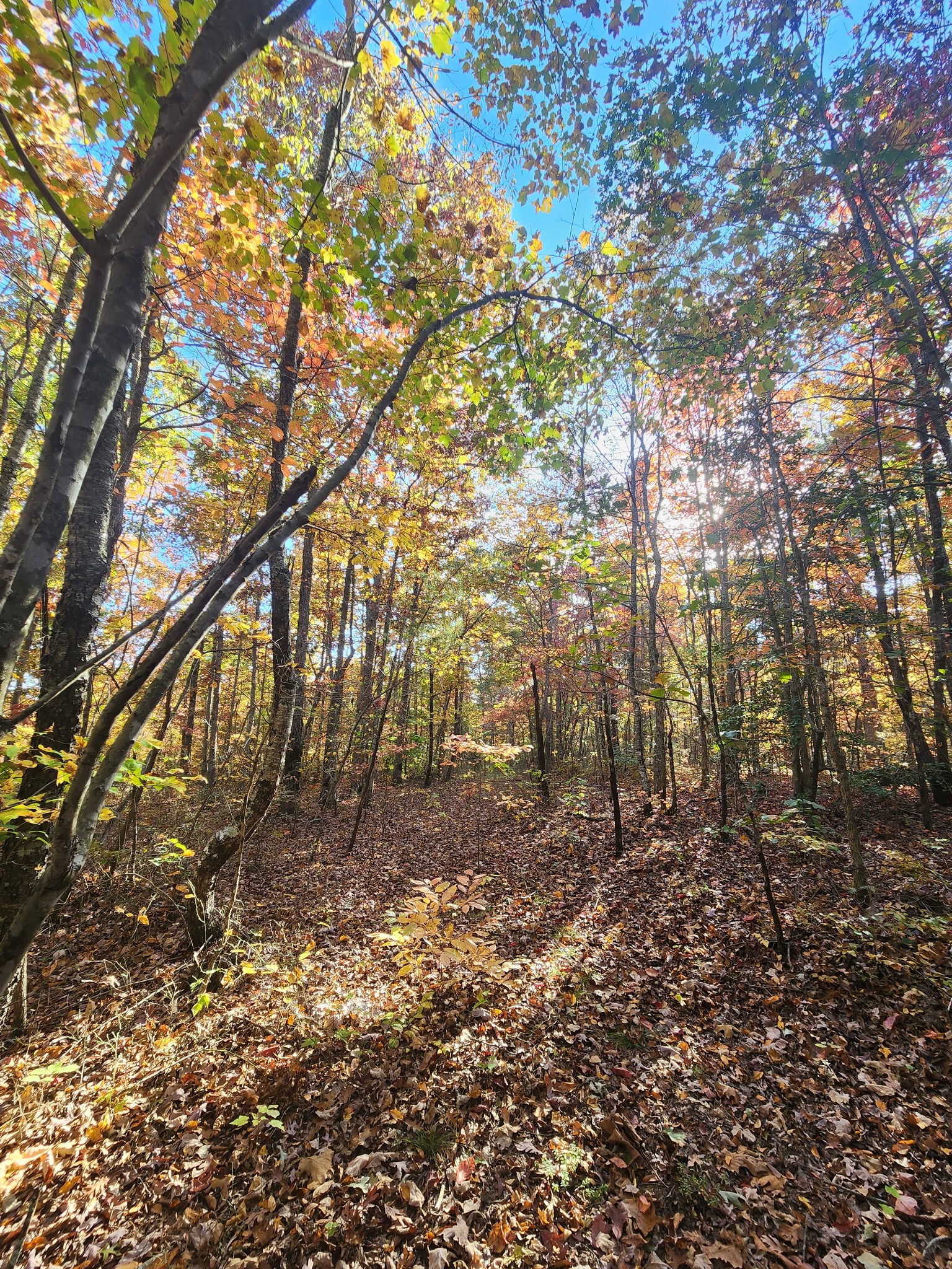 75 Hunters Trail Way Altamont, TN 37301 - Photo 32 of 51 a backyard of a house with lots of green space