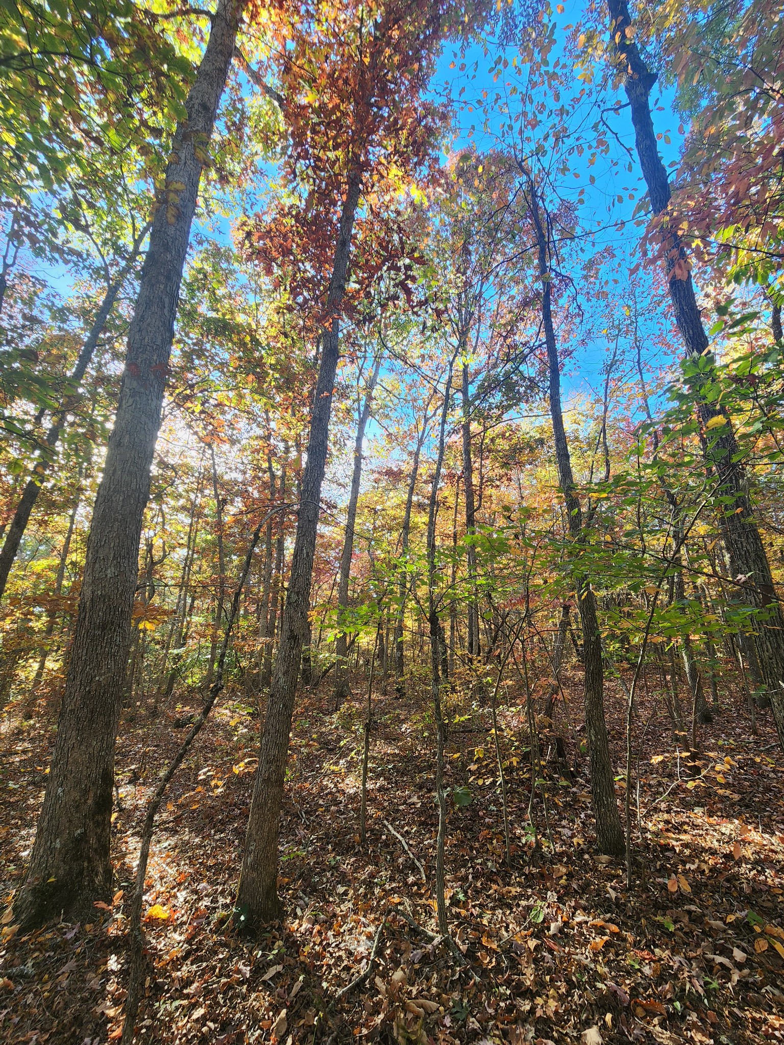 75 Hunters Trail Way Altamont, TN 37301 - Photo 33 of 51 a view of forest