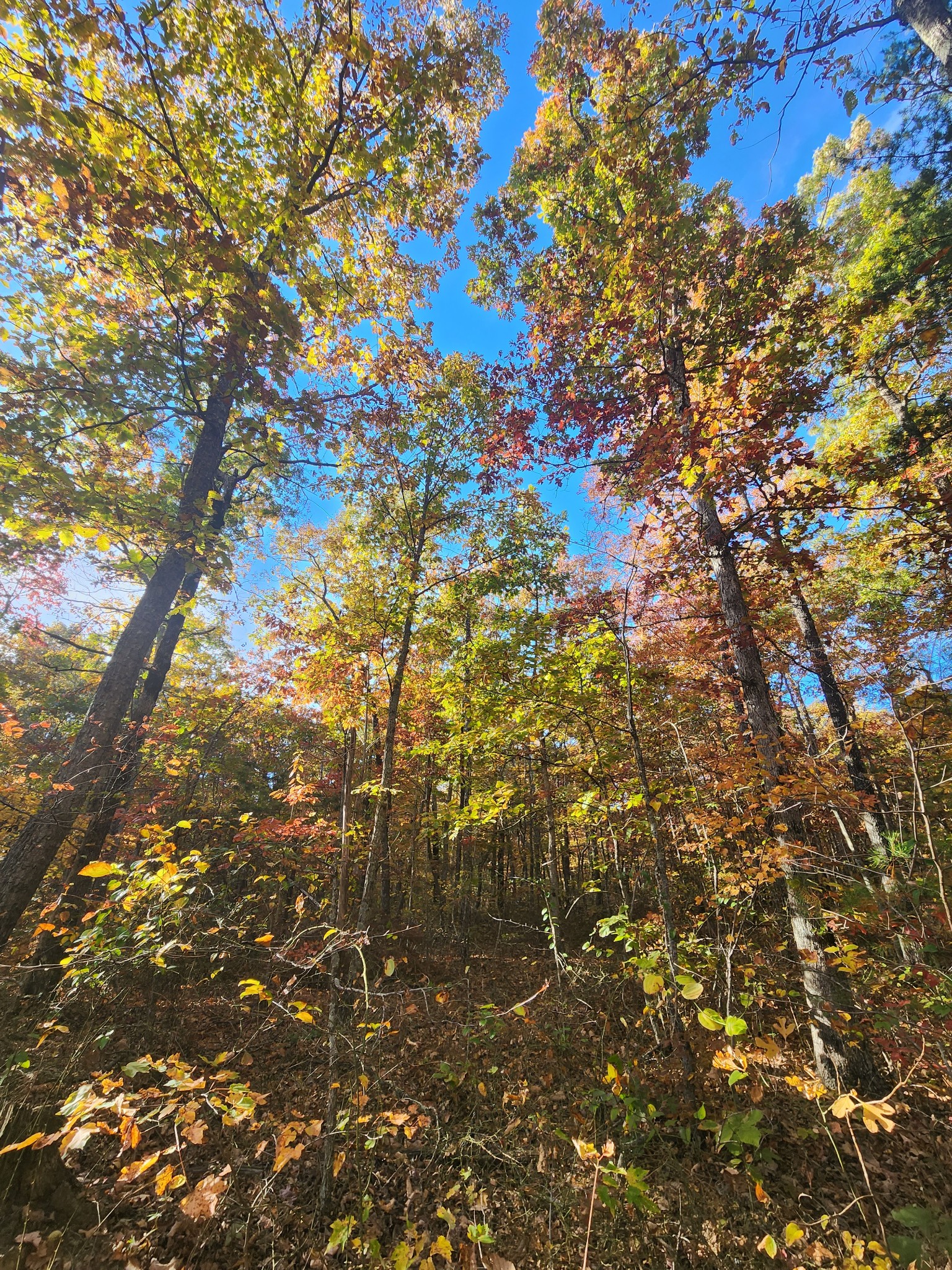 75 Hunters Trail Way Altamont, TN 37301 - Photo 35 of 51 a view of residential trees