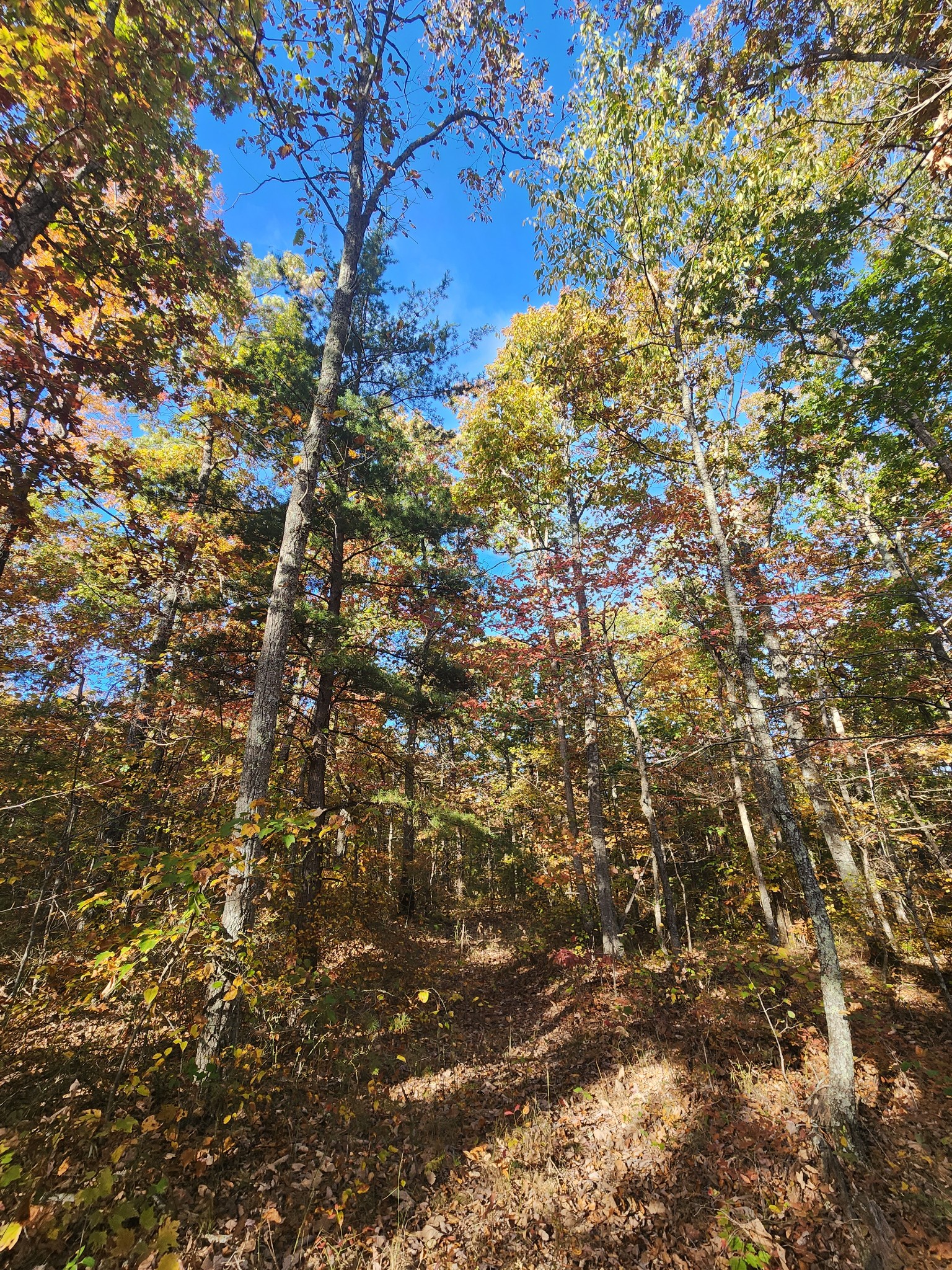 75 Hunters Trail Way Altamont, TN 37301 - Photo 36 of 51 a view of a tree
